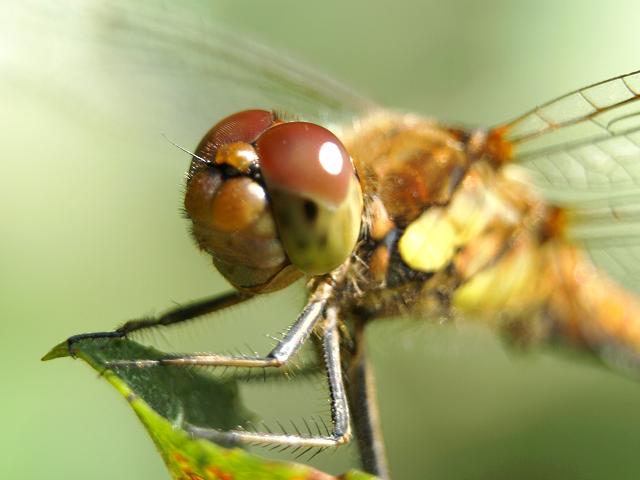 Sympetrum striolatum Common Darter Dragonflies Odonata