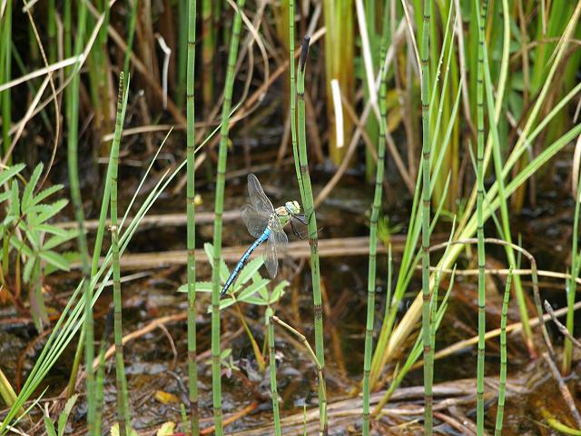 Anax imperator Emperor Dragonfly Dragonflies Odonata