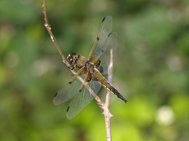 Libellula quadrimaculata Four Spotted Chaser Dragonflies Odonata