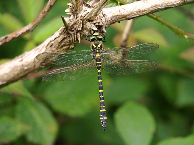 Cordulegaster boltonii Golden ringed Dragonfly Dragonflies Odonata