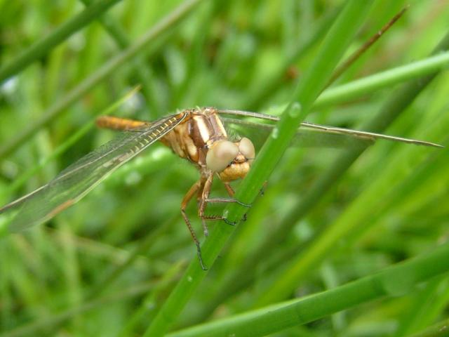 Orthetrum coerulescens Keeled Skimmer Dragonfly Odonata