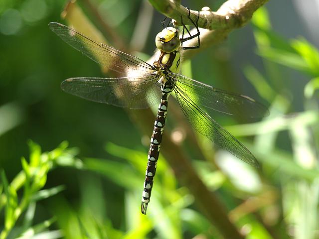 Aeshna cyanea Southern Hawker Dragonfly Odonata