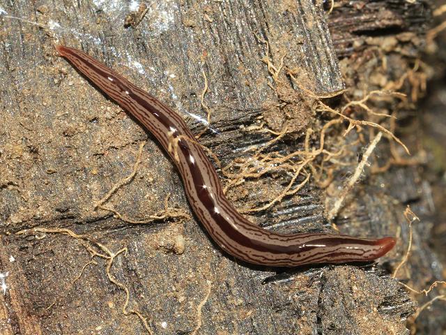 Artioposthia exulans New Zealand Chatham Islands Geoplanid Geoplanidae Flatworm Turbellaria Images