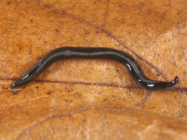 Parakontikia Astralopacifica Caenoplana coxii Alien Geoplanid Flatworm Turbellaria Images