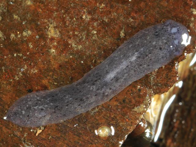 Dugesia polychroa Freshwater Flatworm Platyhelminthes Images
