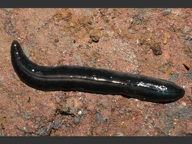 Kontikia ventrolineata Australian non native Terrestrial Flatworm Platyhelminthes Images