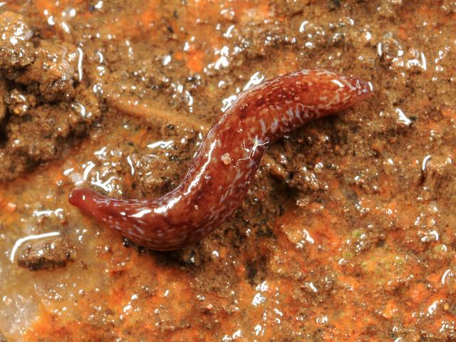Marionfyfea adventor Geoplanid Many Eyed Cambridgeshire Flatworm Turbellaria Images