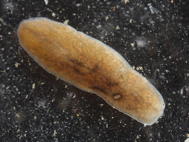 Polycelis tenuis Freshwater Flatworm Platyhelminthes Images