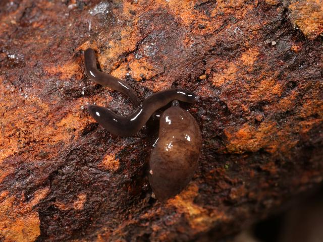 Rhynchodemus sylvaticus Terrestrial Snake headed Flatworm Platyhelminthes Images