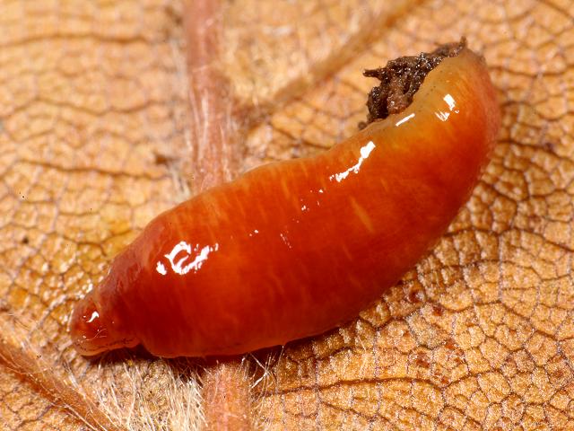 Unknown non-native species of terrestrial flatworm Skimmel Bridge Drift Reservoir Penzance Cornwall Platyhelminthes Images