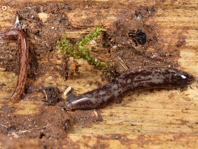 Argonemertes Non native terrestrial nemertine Smiling Worm Nemertea Nemertean Images