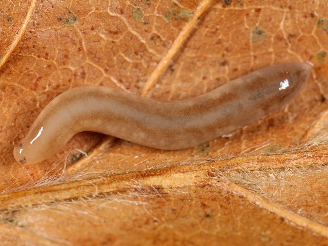 Argonemertes dendyi non native terrestrial nemertine or Smiling worm nemertean Nemertea Images
