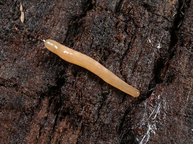 Argonemertes Various undetermined terrestrial nemertine or Smiling worms Nemertean egg mass Images