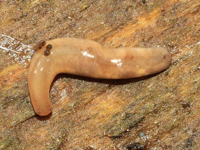 Argonemertes geonemertes non native terrestrial nemertine Smiling Worm Nemertea Nemertean egg mass Images