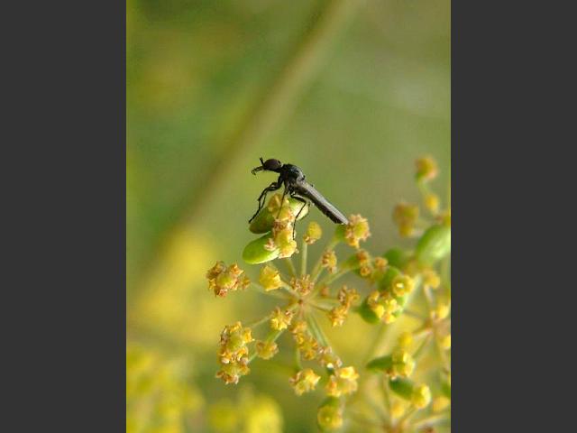 Dilophus febrilis Bibionidae
