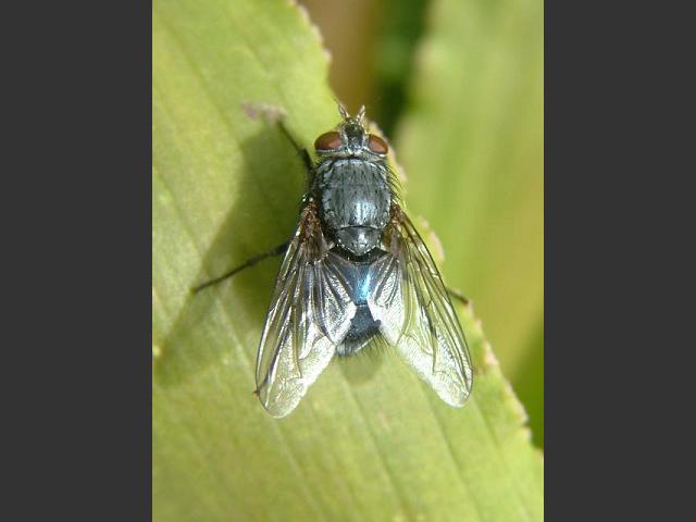 Blue Bottle species Calliphoridae