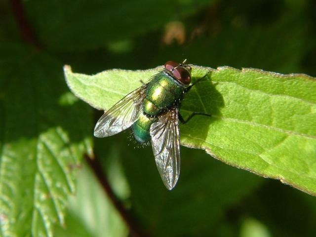 Lucilia species a Green Bottle Calliphoridae
