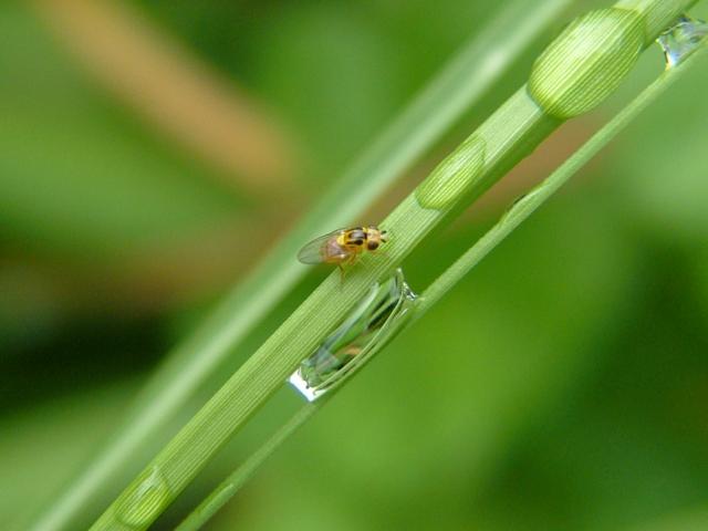 Thaumatomyia notata a Chloropid or Frit Fly Chloropidae