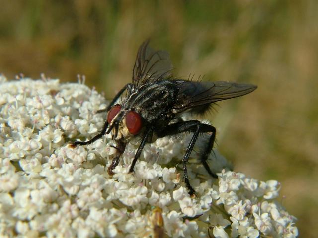 Grey Flesh Fly or Blowfly Sarcophagidae