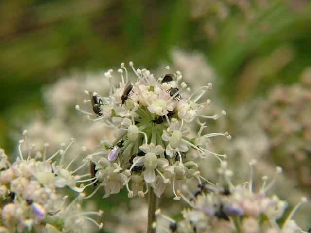 Minute Black Scavenger Flies on Angelic Scatopsidae