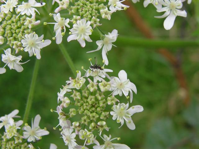 Sepsis species a Black Scavenger or Ensign Fly Sepsidae