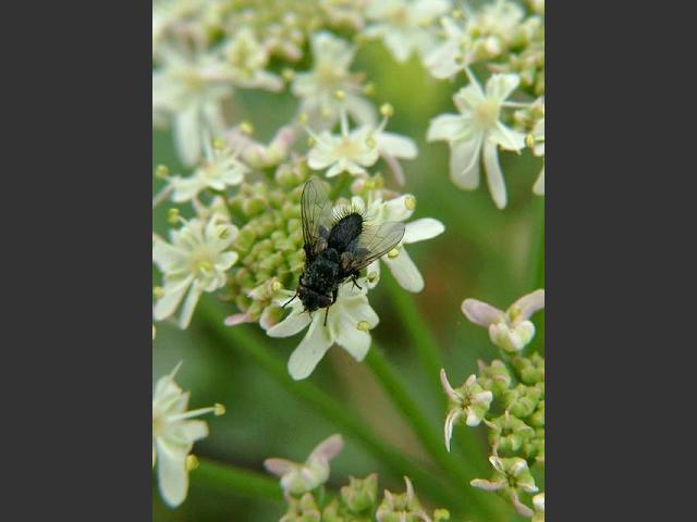 A Tachinid Fly species to identify Tachinidae