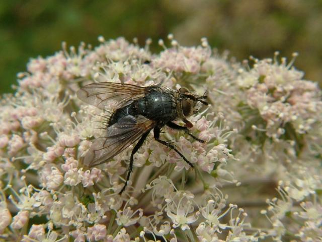 Tachnid Species or Bluebottle Tachinidae