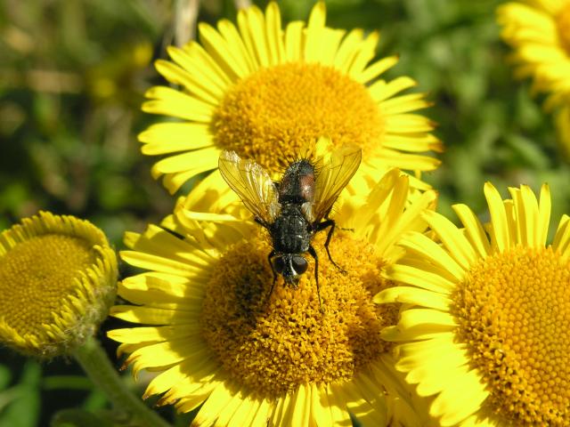 Eriothrix maculata a Tachinid or Parasite Fly Tachinidae