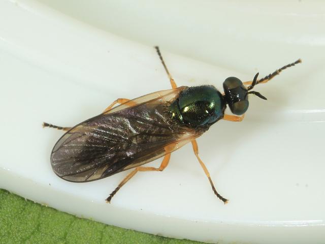 Beris chalybata Murky legged Black Legionnaire Soldier Fly Stratiomydae Images