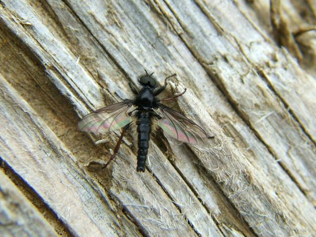 Bibio marci Saint Marks Fly Bibionidae