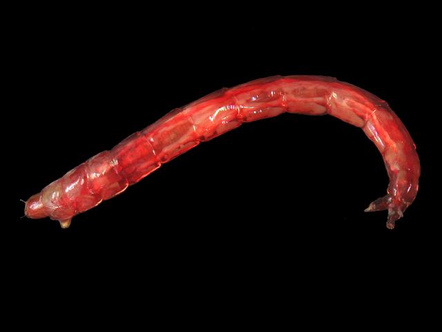 Chironomus species non-biting midge Images