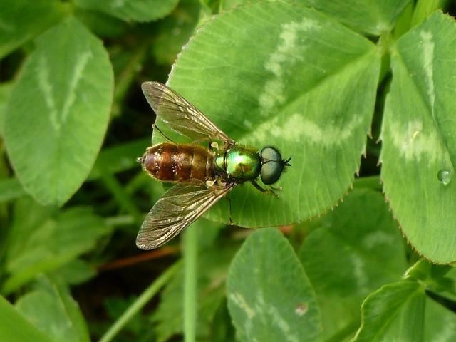 Chloromyia formosa Green Soldier Fly or Broad Centurion Fly Stratiomydae Images