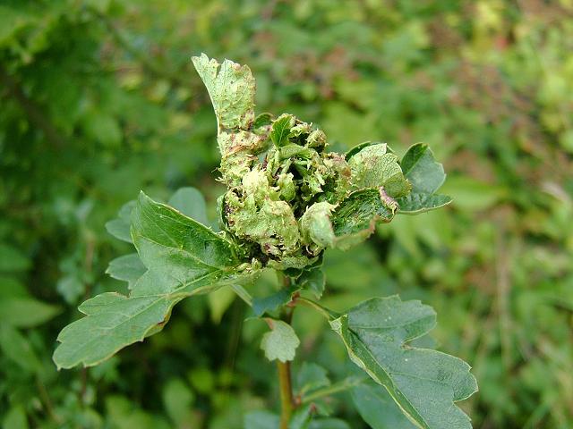 Dasineura crataegi Hawthorn Button Top Midge Gall Flies Diptera Images