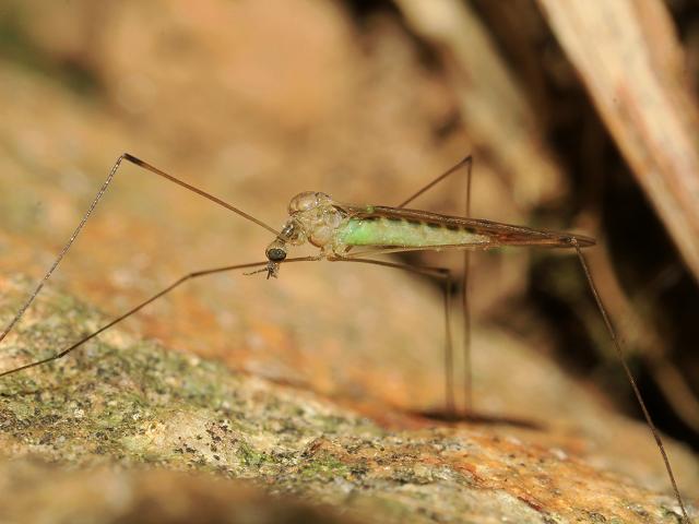 Dicranomyia chorea Cranefly Fly Flies Diptera Images