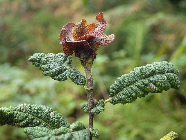 Rabdophaga rosaria Terminal Rosette or Camellia Gall Midge Images
