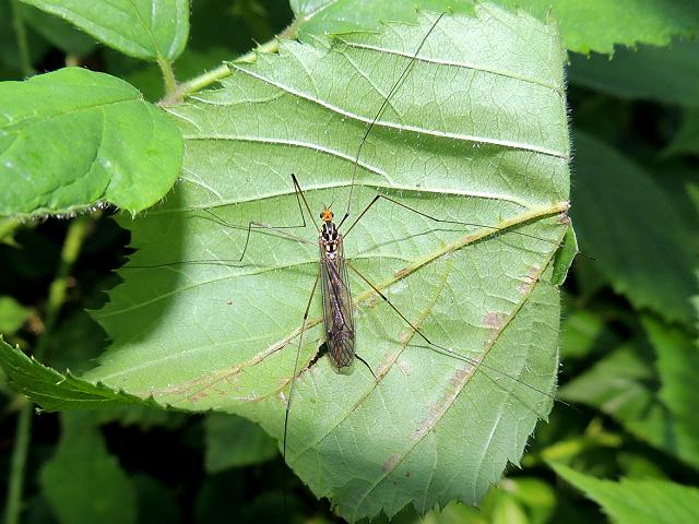 Nephrotoma appendiculata Spotted Cranefly craneflies Tipulidae daddy long legs images