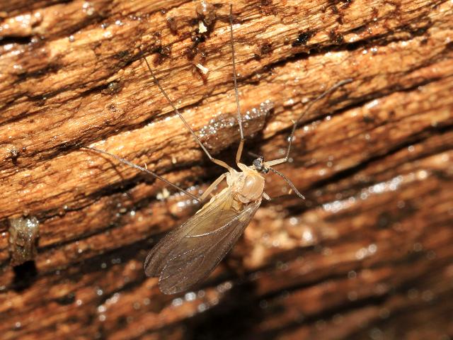Phytosciara flavipes Fungus Gnat Flies Diptera Images