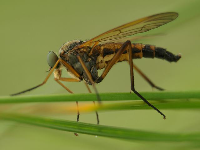 Scathophaga stercoraria Yellow Dung Fly Scathophagidae
