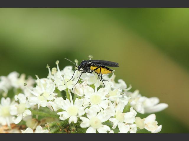 Sciara hemerobioides Fungus Gnat Fly Sciaridae
