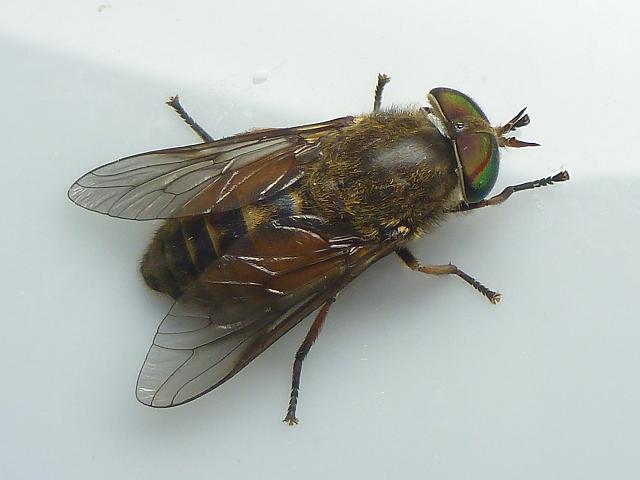 Tabanidae species Horse Tabanid Fly Flies Diptera Images