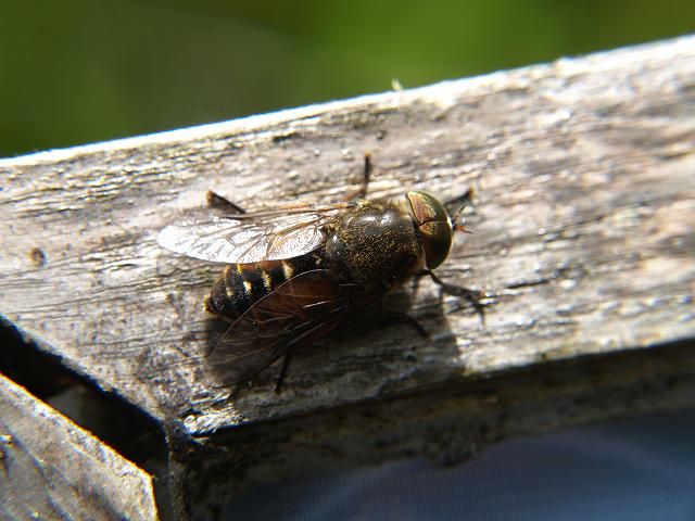 Tabanus bovinus Horse or Tabanid Fly Flies Diptera Images