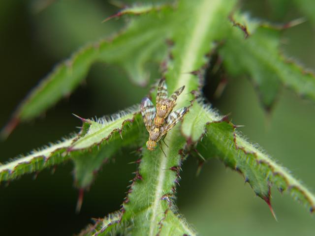 Chaetostomella cylindrica a Greater Fruit or Gall Fly