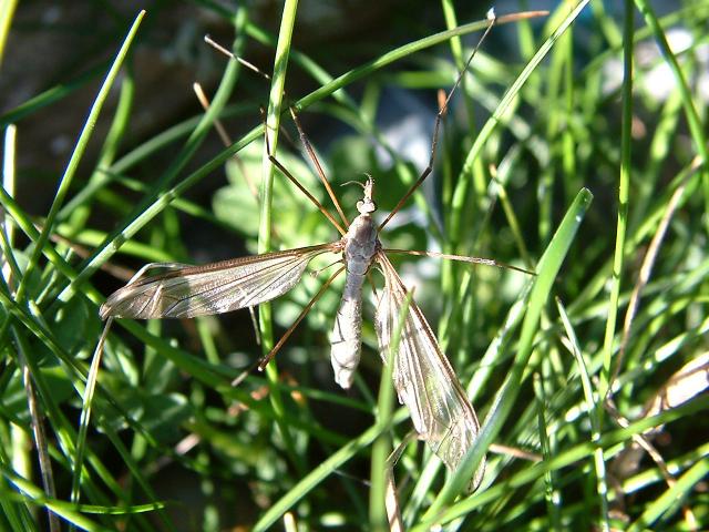 Tipula oleracea Cranefly or Daddy Long Legs Tipulidae