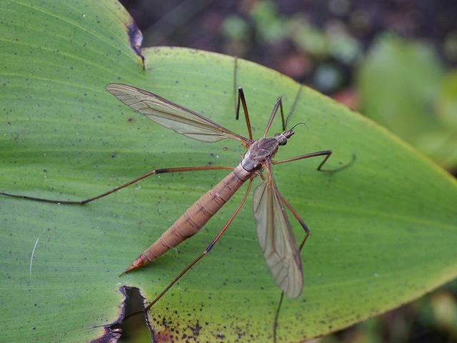 Tipula paludosa Cranefly or Daddy Long Legs Tipulidae