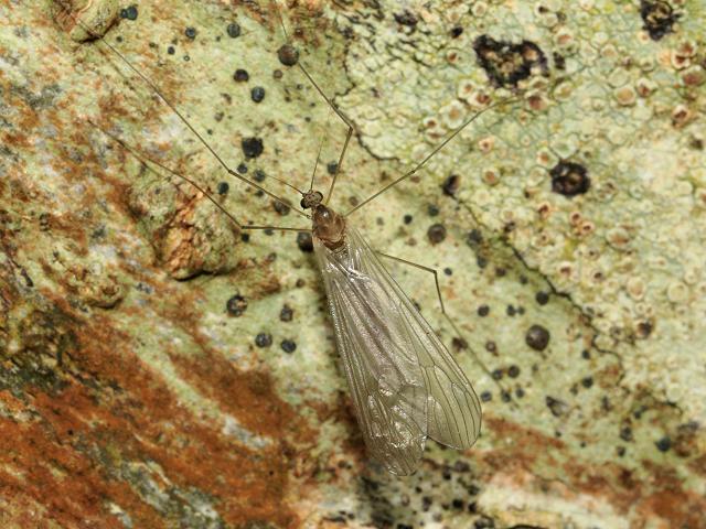 Trichocera annulata Winter Gnat Flies Diptera Images