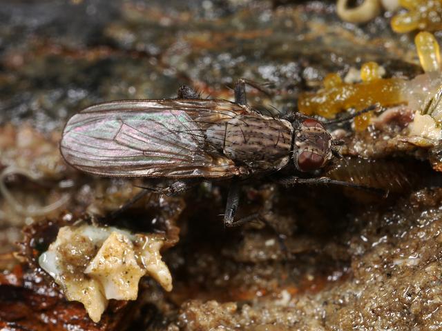 Fucellia maritima Seaweed Fly Chironomidae Images
