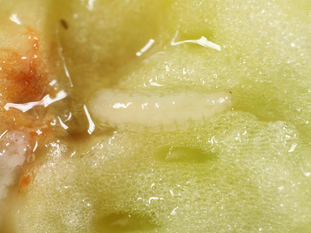 Contarinia quinquenotata Hemerocallis Day lily gall midge diptera images