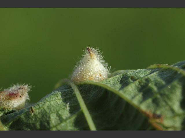 Dasineura ulmaria Meadowsweet Gall Midge Cecidomyiidae diptera images