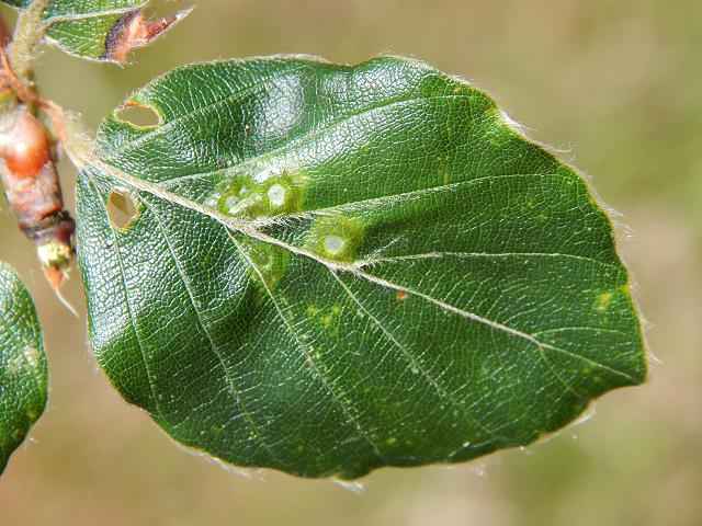 Hartigiola annulipes Hairy Beech Gall cecidomyiidae cecidomyiid midge diptera images