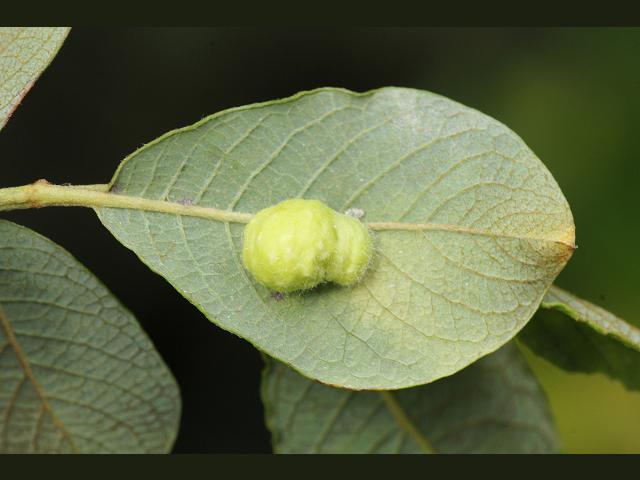 Iteomyia major Willow Gall Midge Willow Leaf Gall Images